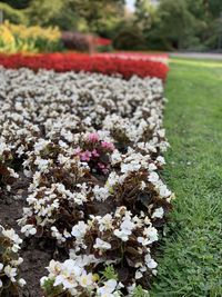 Close-up of white flowering plants on field
