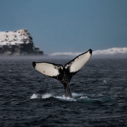 Close-up of bird flying over sea