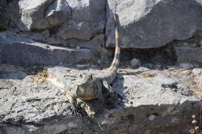 High angle view of lizard on rock