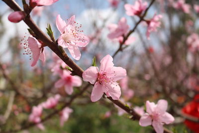 Close-up of pink cherry blossoms in spring