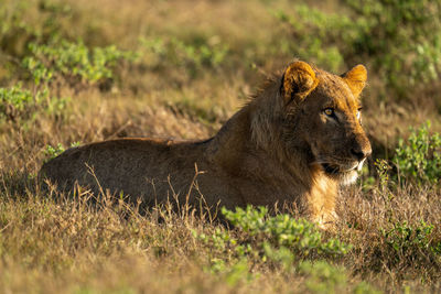 Lioness sitting on grassy field