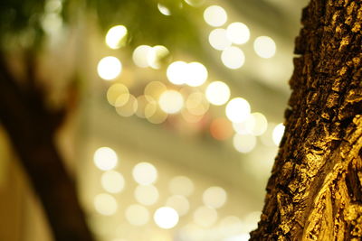 Close-up of tree against sky at night