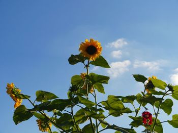 Low angle view of sunflower