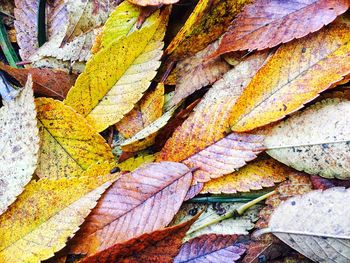Full frame shot of multi colored leaves