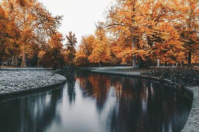 Reflection of trees in water