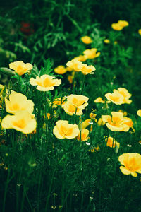 plant