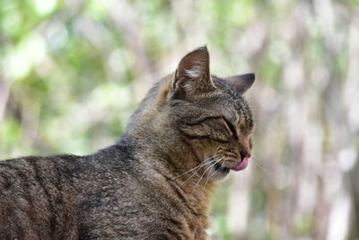 Close-up of a cat looking away