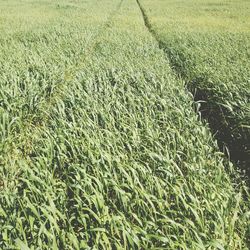 Full frame shot of grass