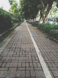 Trees along road