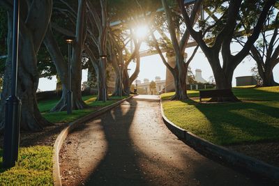 Footpath amidst trees in park