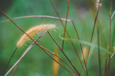 Close-up of plant