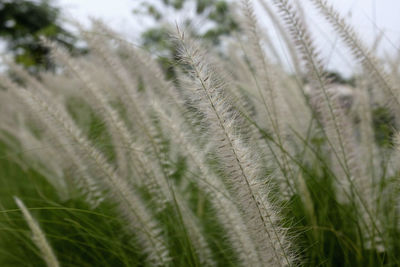 Close-up of stalks in field