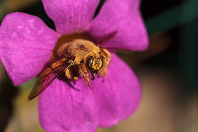 Close-up of bee on pink flower