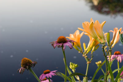 Close-up of bee on white flower blooming outdoors