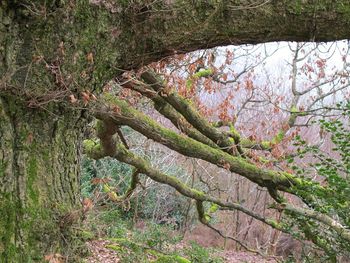 Trees growing on plant