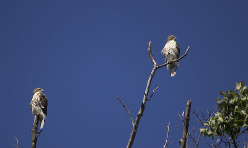 Low angle view of bird perching on branch against blue sky