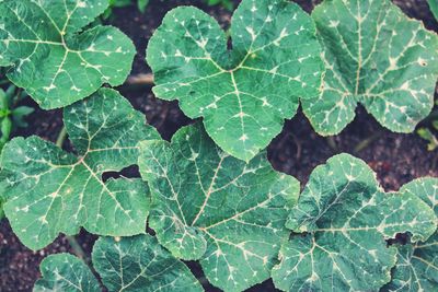 Full frame shot of wet leaves