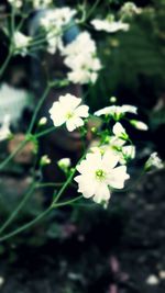 Close-up of white flowers