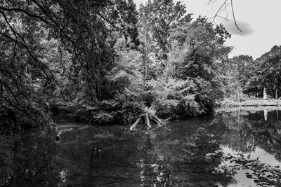 Trees by lake in forest