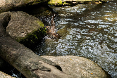 High angle view of moss growing on rock by river