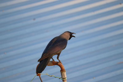 Close-up of bird perching on a lake