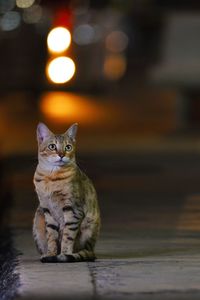 Portrait of cat sitting on illuminated lighting equipment at night