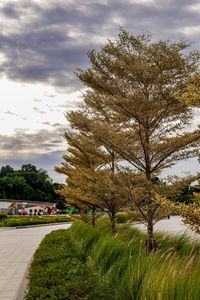 Trees by road in park against sky