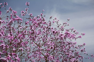 High section of flower trees against the sky