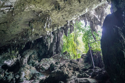 Low angle view of rocks in forest