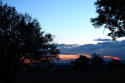 Low angle view of trees in forest against sky