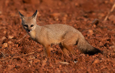 Portrait of squirrel on land