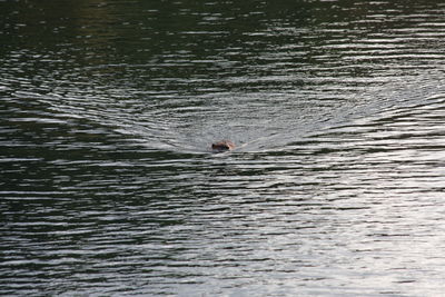 Man swimming in sea