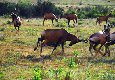 Horses in a field