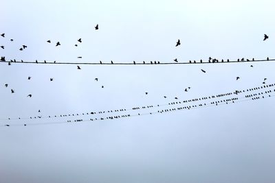 Flock of birds