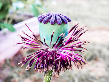 Close-up of purple flowering plant