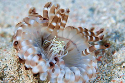 Close-up of coral in sea