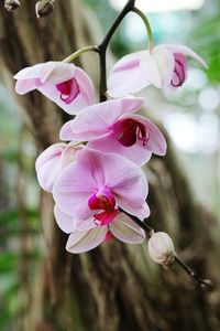 Close-up of pink orchids