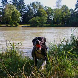 Dog in a lake
