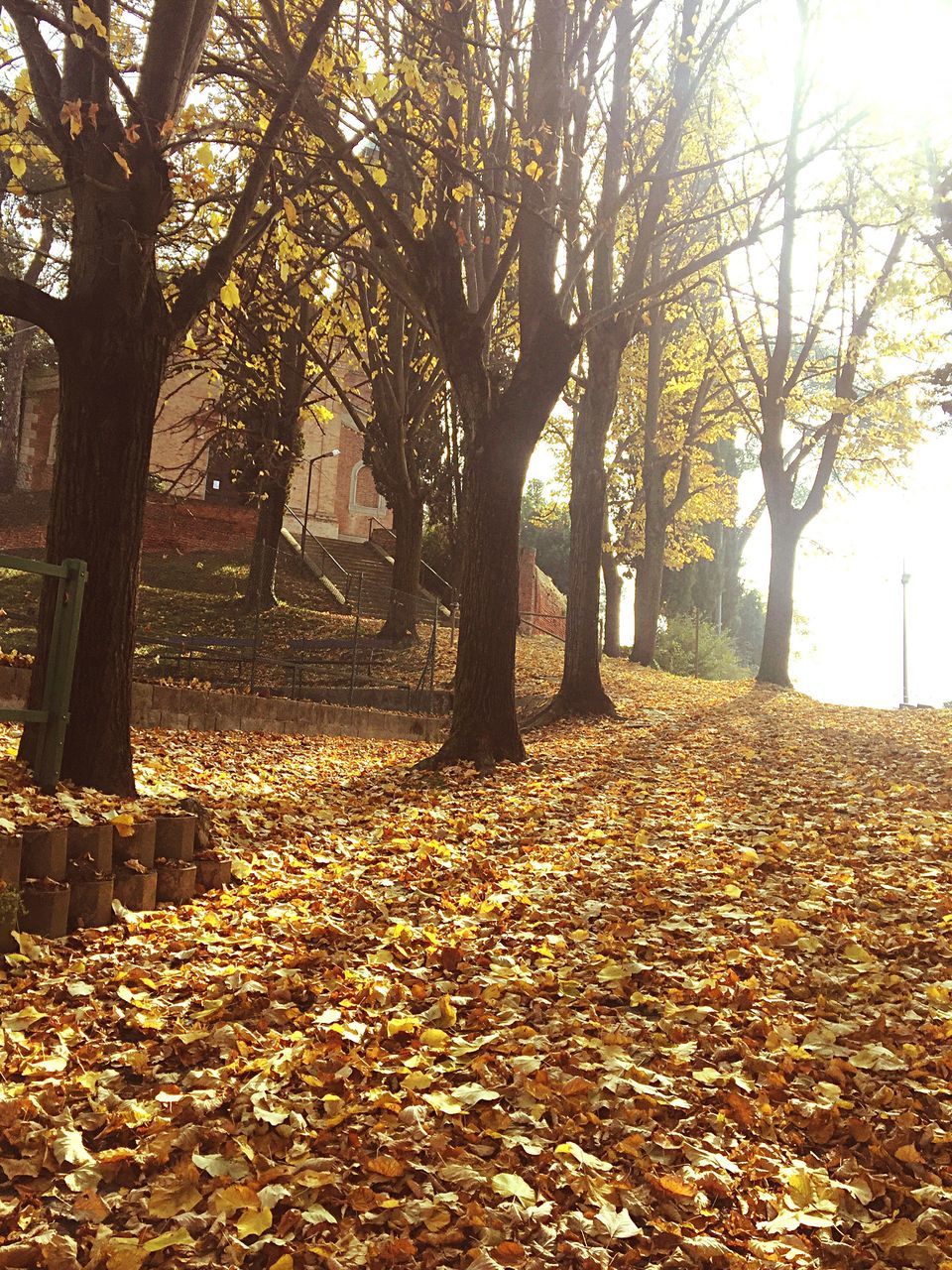 VIEW OF FALLEN LEAVES ON FIELD