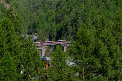 Bridge amidst trees in forest