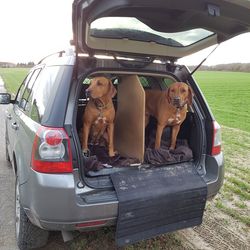 Dog in a car