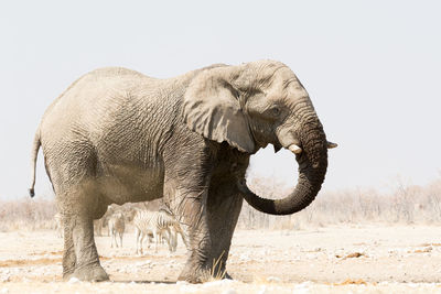 Side view of elephant standing in field