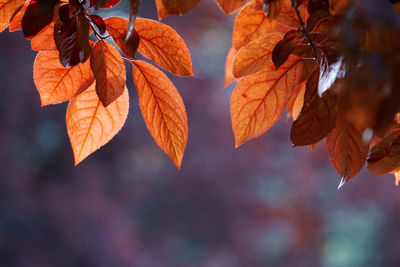 Close-up of maple leaves during autumn
