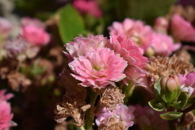 Close-up of pink flowers