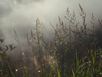 Close-up of plants growing on field against sky