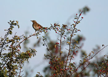 Low angle view of bird perching on tree against sky