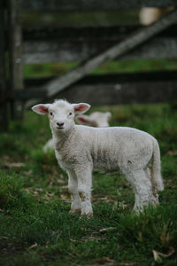 Sheep standing in a field