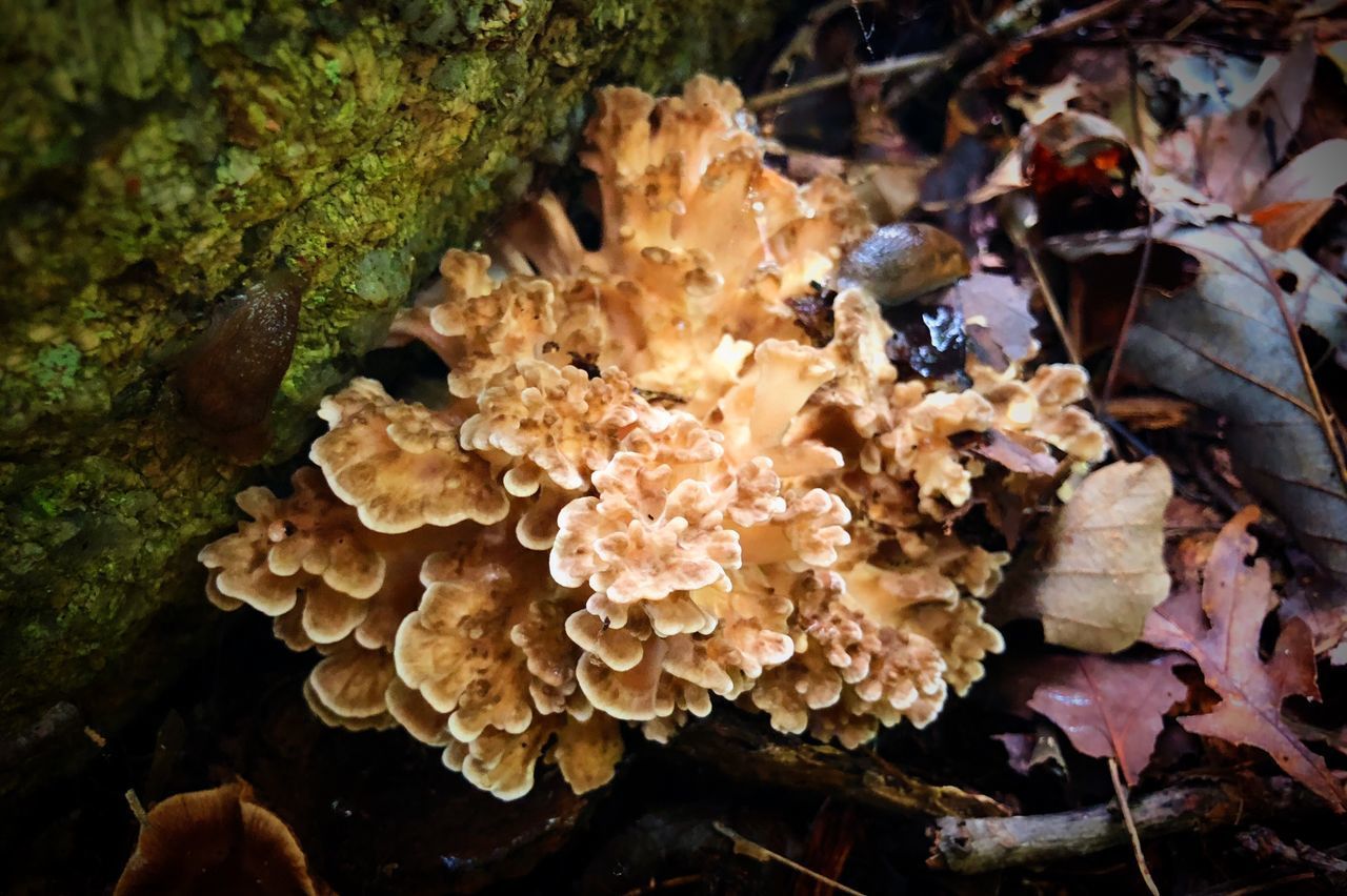 HIGH ANGLE VIEW OF MUSHROOM GROWING ON PLANT