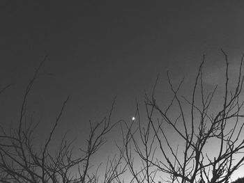 Bird on bare tree against sky at night