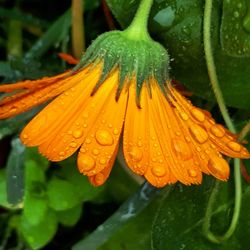 Close-up of wet orange flower